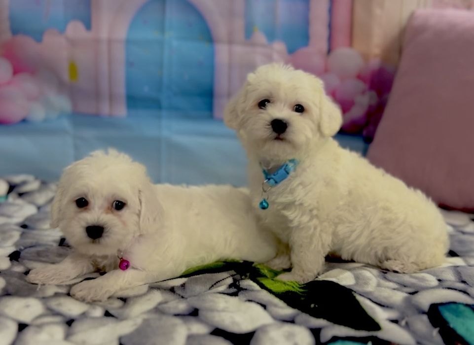 Пудел мини Малтипу – мъжко и женско