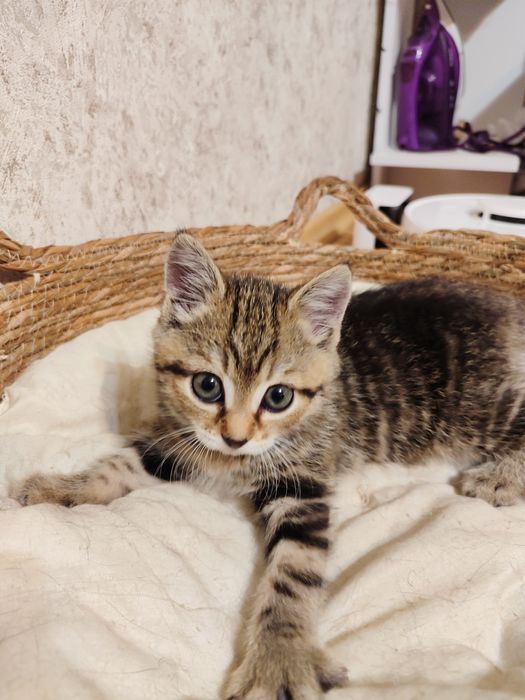 Отдам котят девочек
