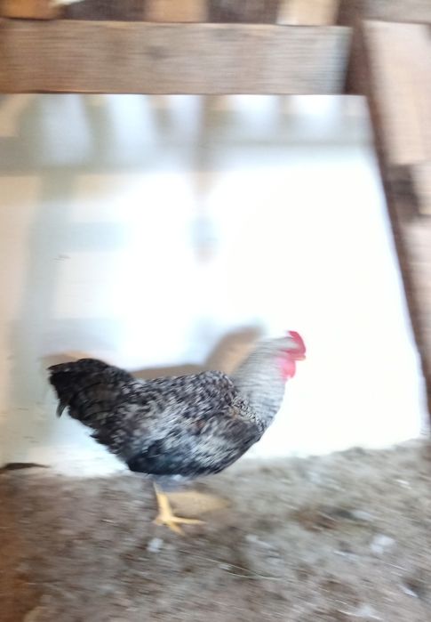 Продам домашних петушков