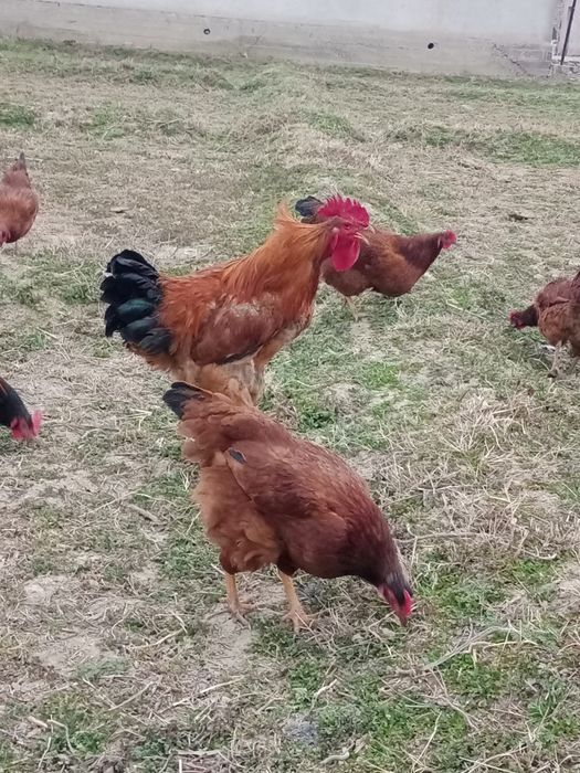 Корейский ХАНХЯП тухумларига заказ оламиз