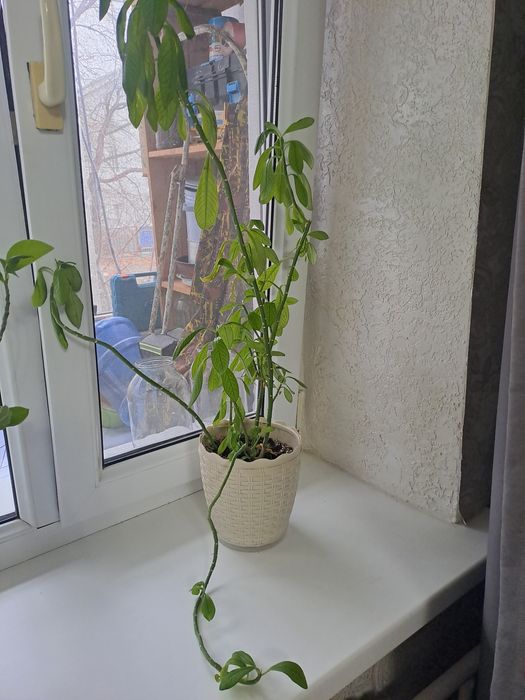 Продам разные цветы.