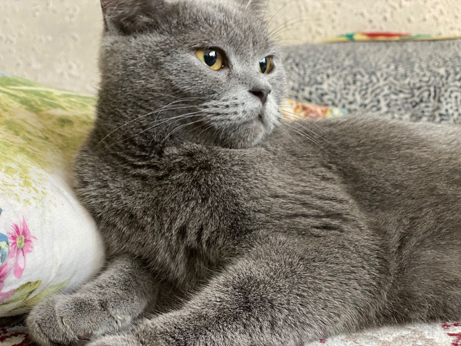 Onlayn porno jinoyat vasvasasi