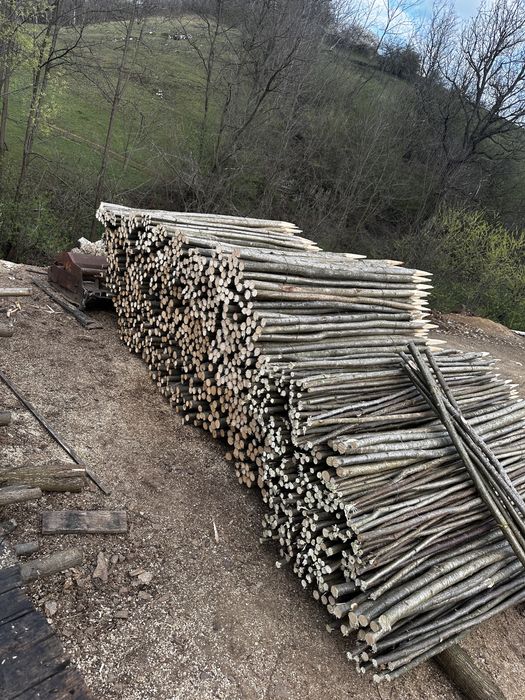 Vând parii fasole si rosii