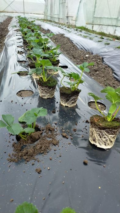 Răsăduri legume pentru angro