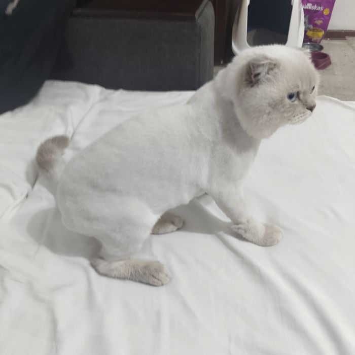 Отдадим в хорошие руки