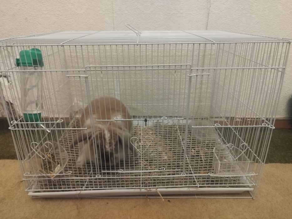 Кролик декоративный