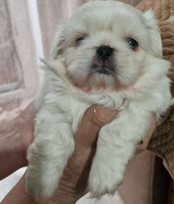 Щенки китайского пекинеса