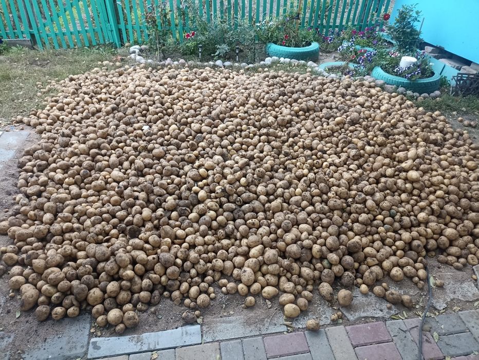 Домашняя картошка