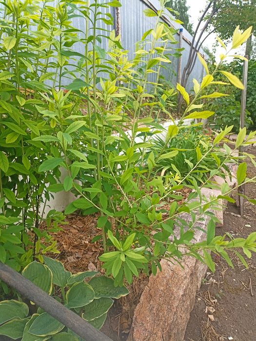 Продам кустик спиреи
