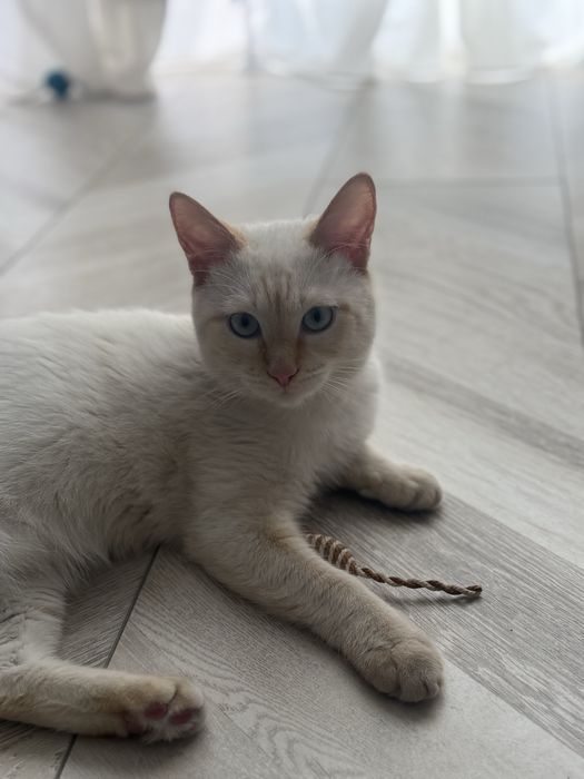 Котенок ищет дом