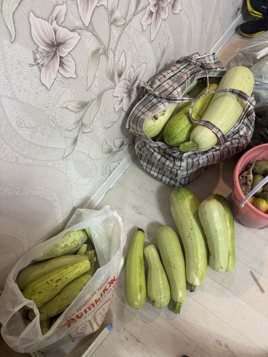 Кабачки домашние