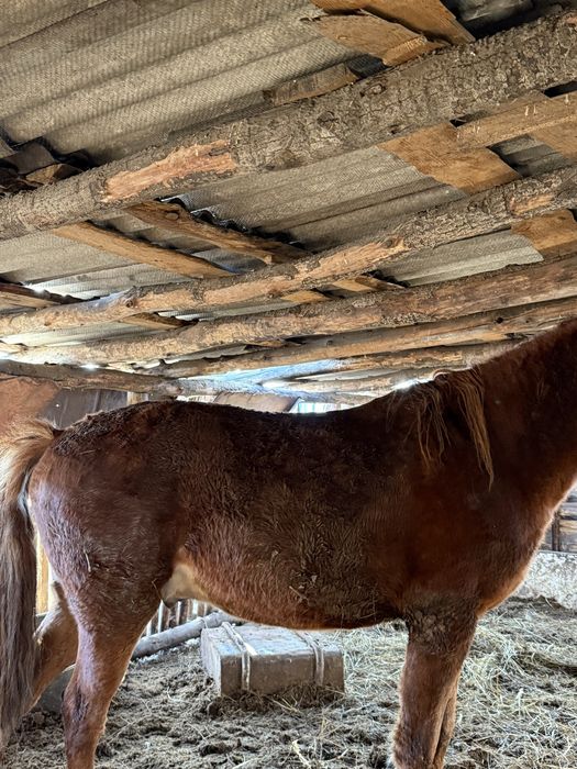 продам лошадь (жеребец)