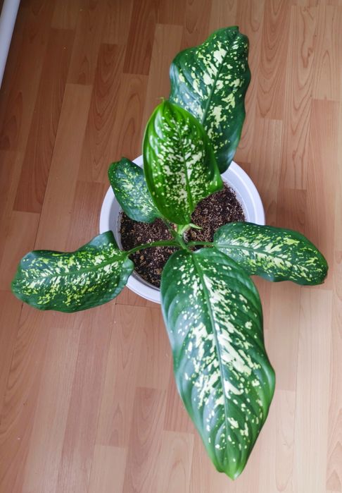 Продам диффенбахию.