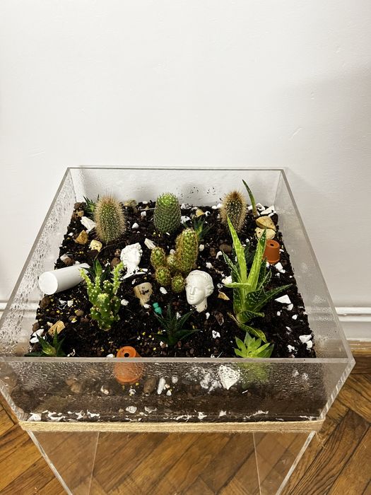 Terrariu decorativ cu aloe si cactusi