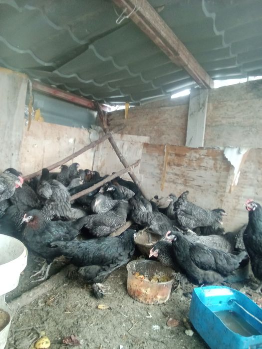 Куры продам молодой