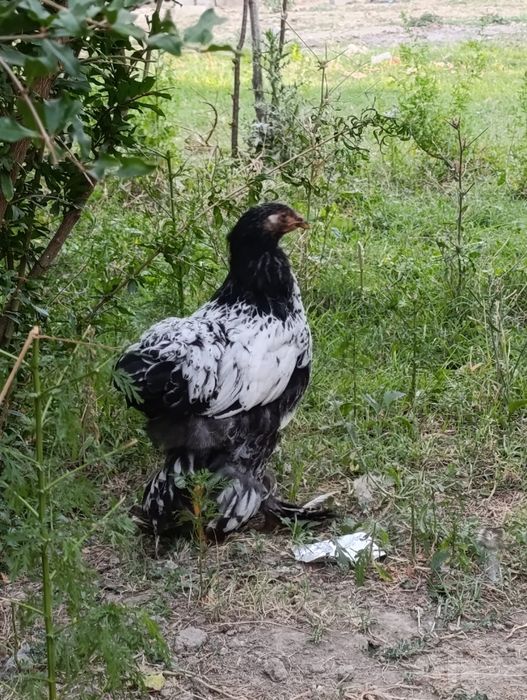 Brama joja xorozlari