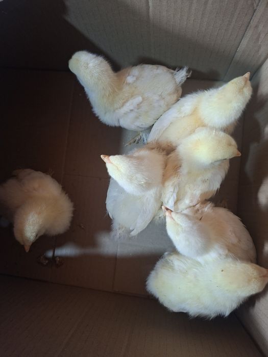 Pui brahma si australorp