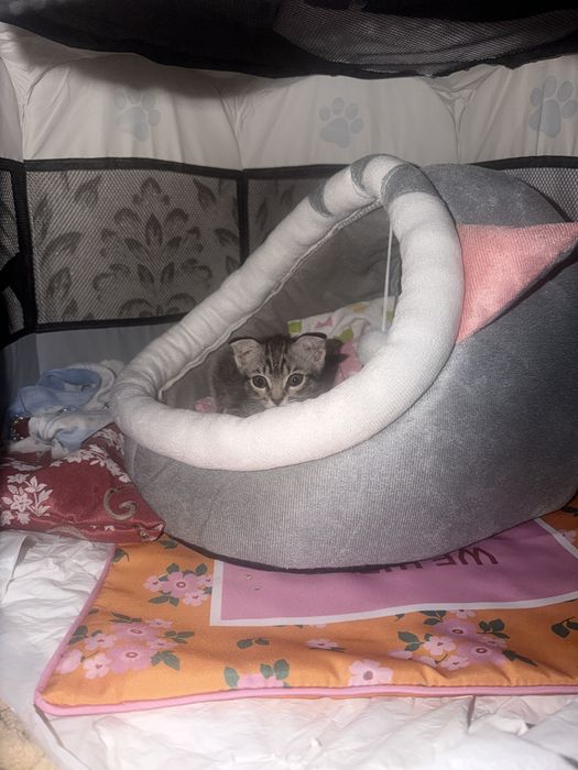 Котенок вислоухий