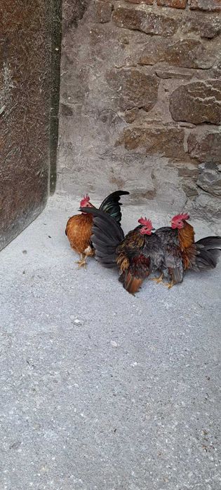 Продавам малай серама.