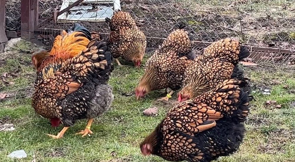 Oua de Incubat Curca Red Bourbone, Gâscă Americană, GSG, Brahma Lemon