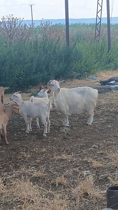 Pret negociabil 2 capre spre vanzare cu iezi langa ele 1 anglonubiana  1 romaneasca
