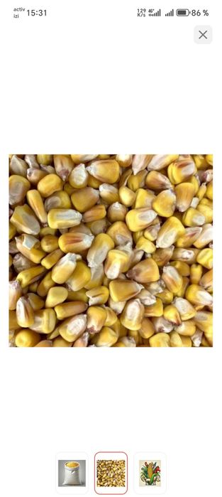 Жүгері (Кукуруза)