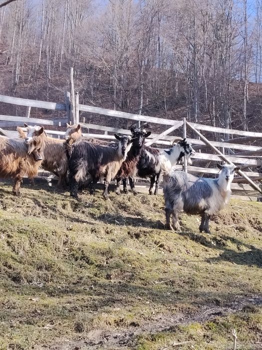 Capre de vânzare  preț 650 .bucata