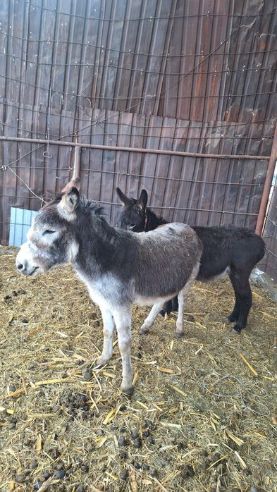 Продаются два ишака Хороший Мальчики