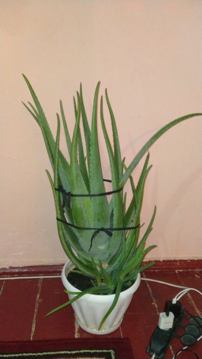 Продам алоэ в горшке