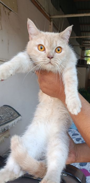 Отдам бесплатно кошку и кота