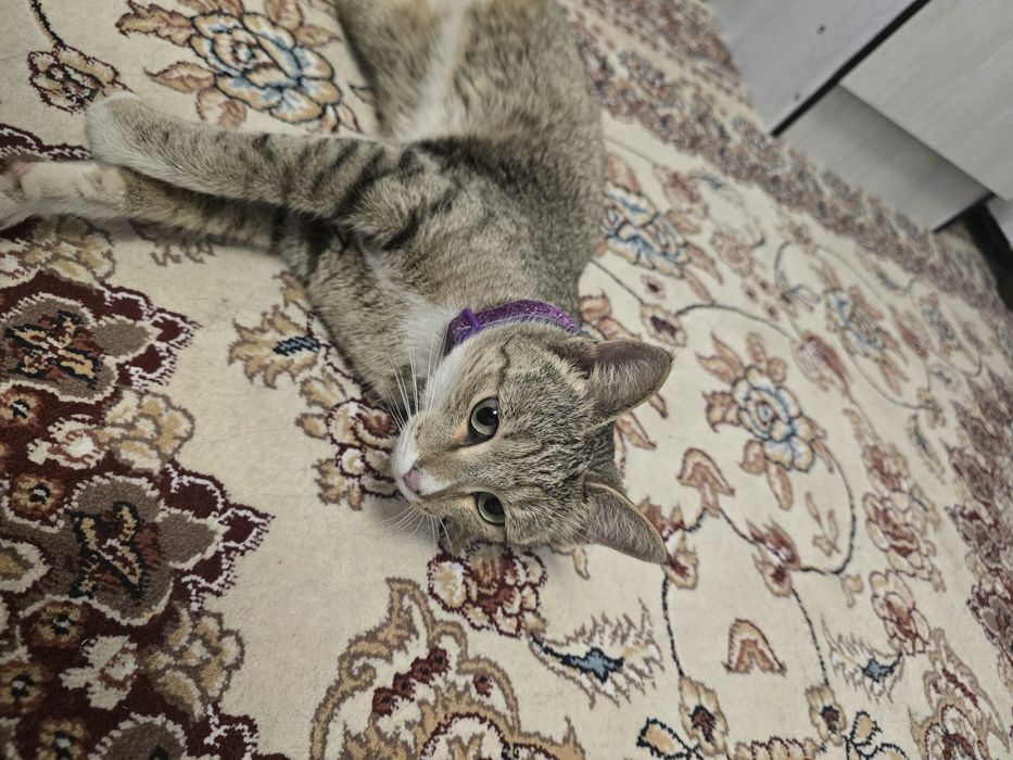 Срочно! Отдам в самые добрые руки ласковую кошечку (бесплатно)