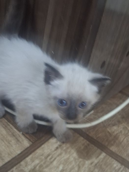 Продаются сиамские котята