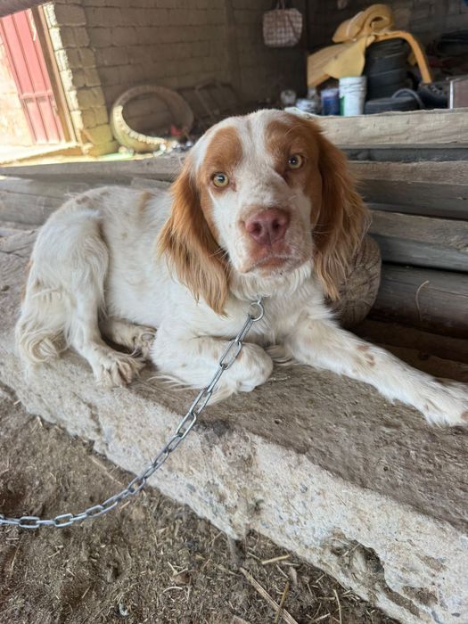 Щенки руского спаниеля