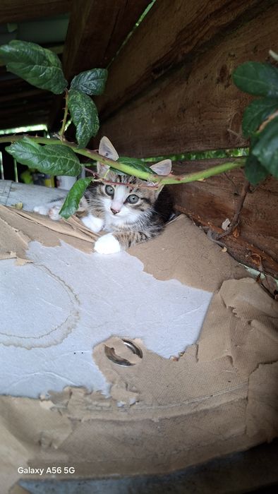 Adopție pisicuți