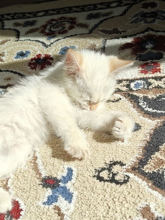 Котенок 2 месяца