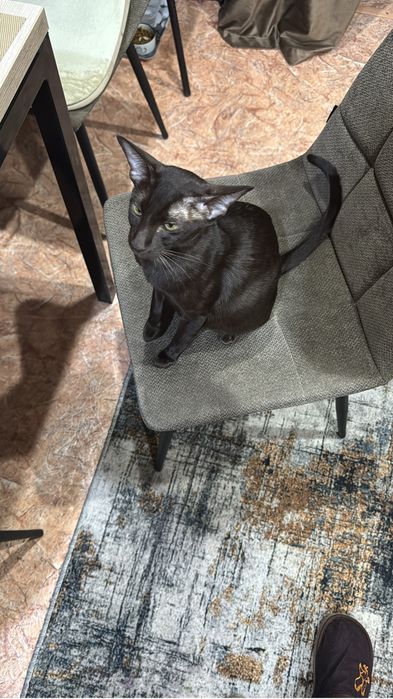 Продам ориентальных котят