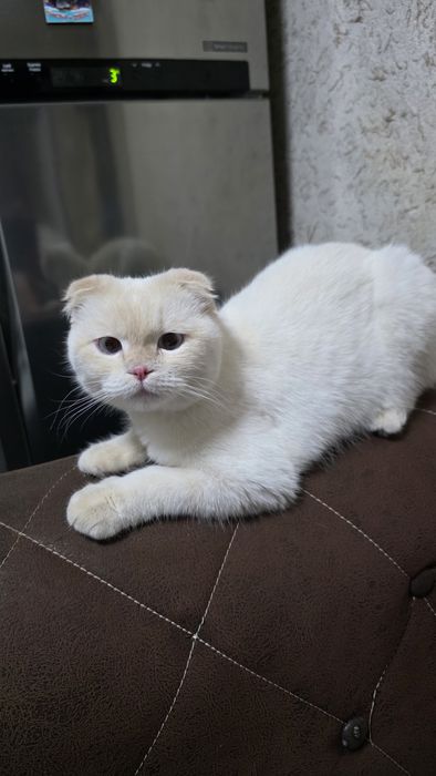 Кошки продаётся британской пара они