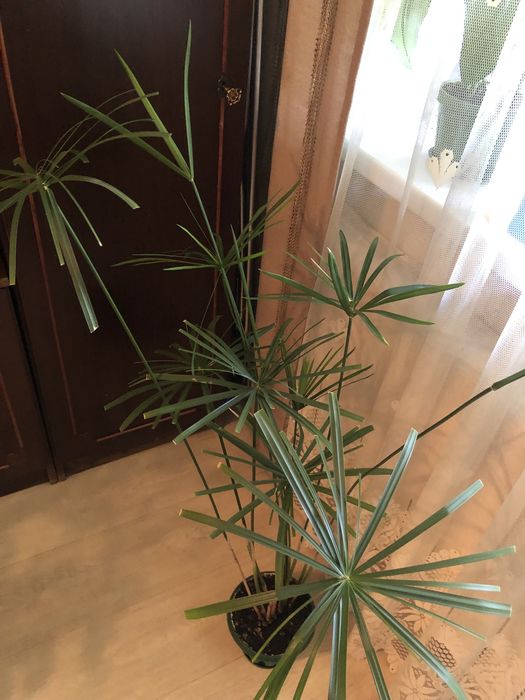 Продам комнатный цветок