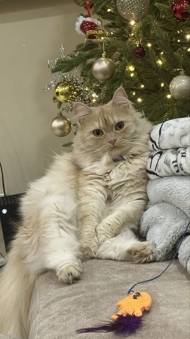 Отдам кошку БЕСПЛАТНО!