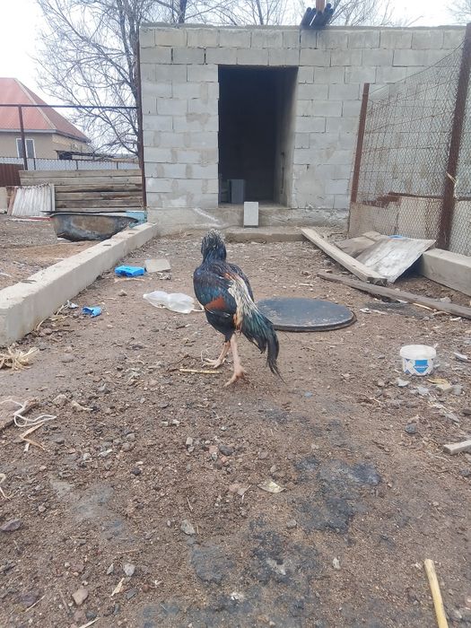 ассалаумалейкум сатылады бағасы 30000