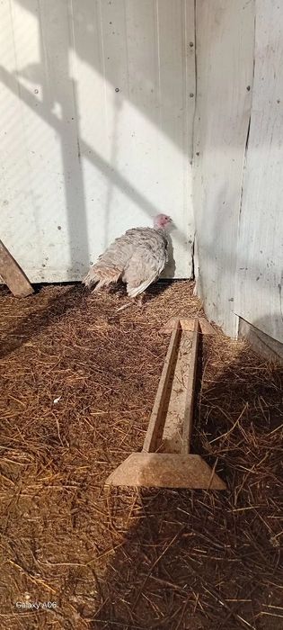 Продается индюшка 25 года