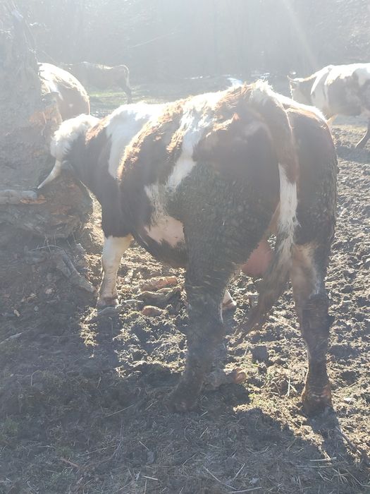 Vind taur de 2 ani jumate