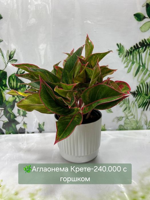 Женское счастье (спатифиллум) и мужское счастье( антуриум).
