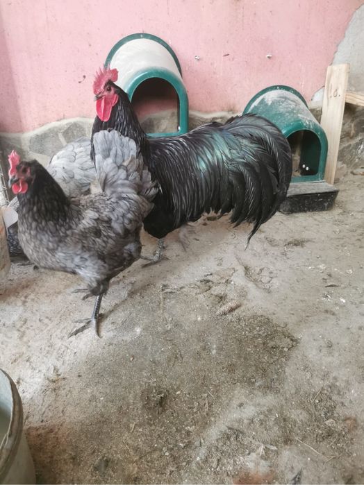 Se vinde familie Australorp si Newhamsi