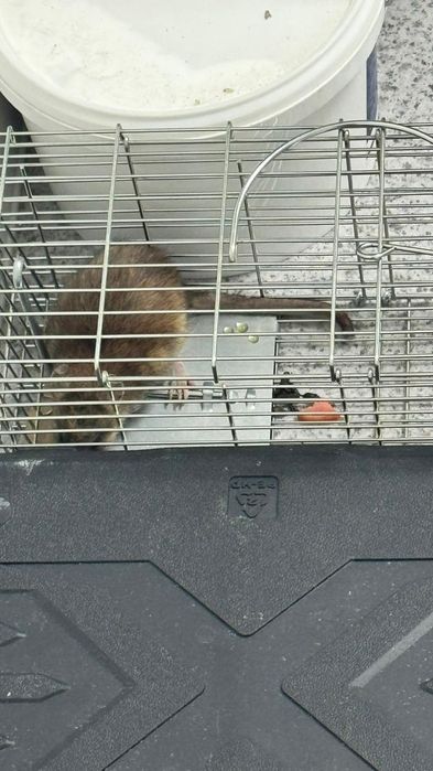 Крысоловка очень высокого качества