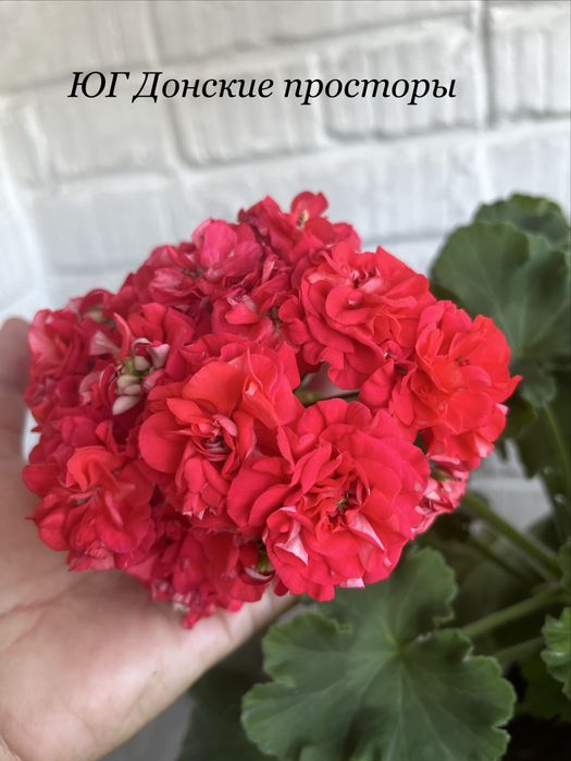 Продам черенки и стартеры сортовых пеларгоний