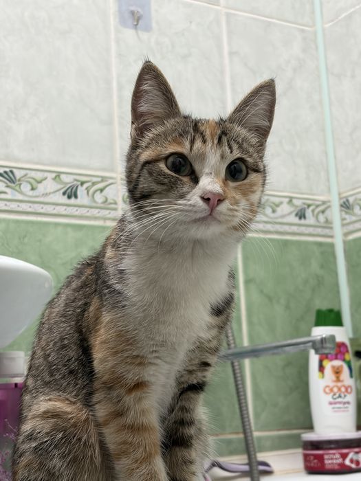 Кошка в добрые руки