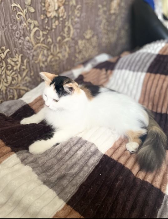 Кошечка молодая в доьрые руки