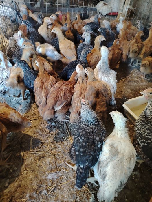 Vând puicuțe mixte