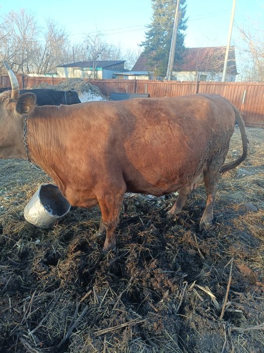 Продам корову 7 лет